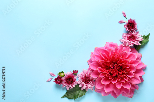 Fototapeta Naklejka Na Ścianę i Meble -  Flat lay composition with beautiful dahlia flowers and space for text on color background
