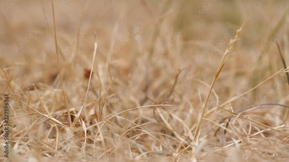 Close up of dry grass shivering in a breeze, abstract drought background Close up of dry grass shivering in a breeze, abstract drought background