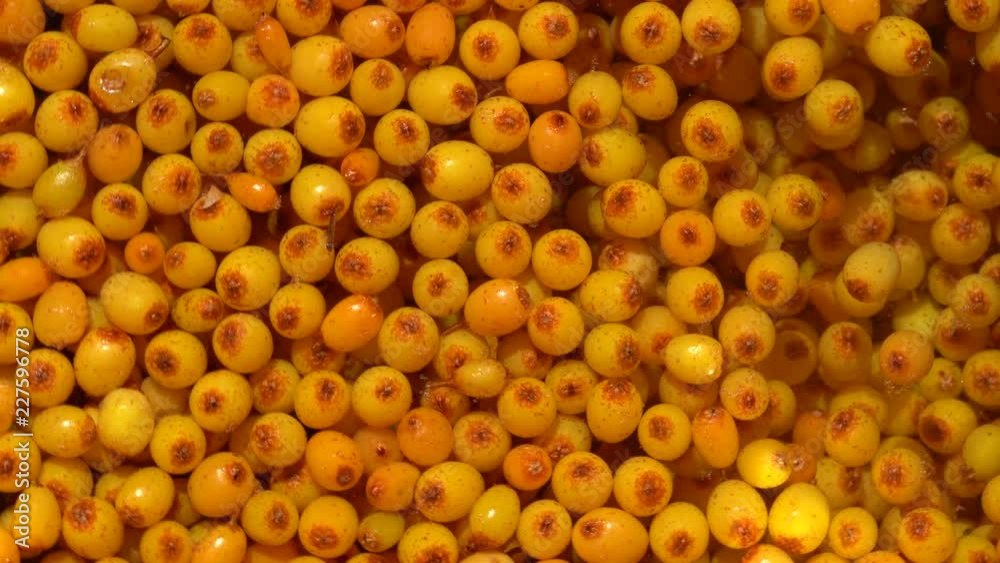 Many orange yellow common sea buckthorn berries is washed in water, close up Many orange yellow common sea buckthorn berries is washed in water, close up