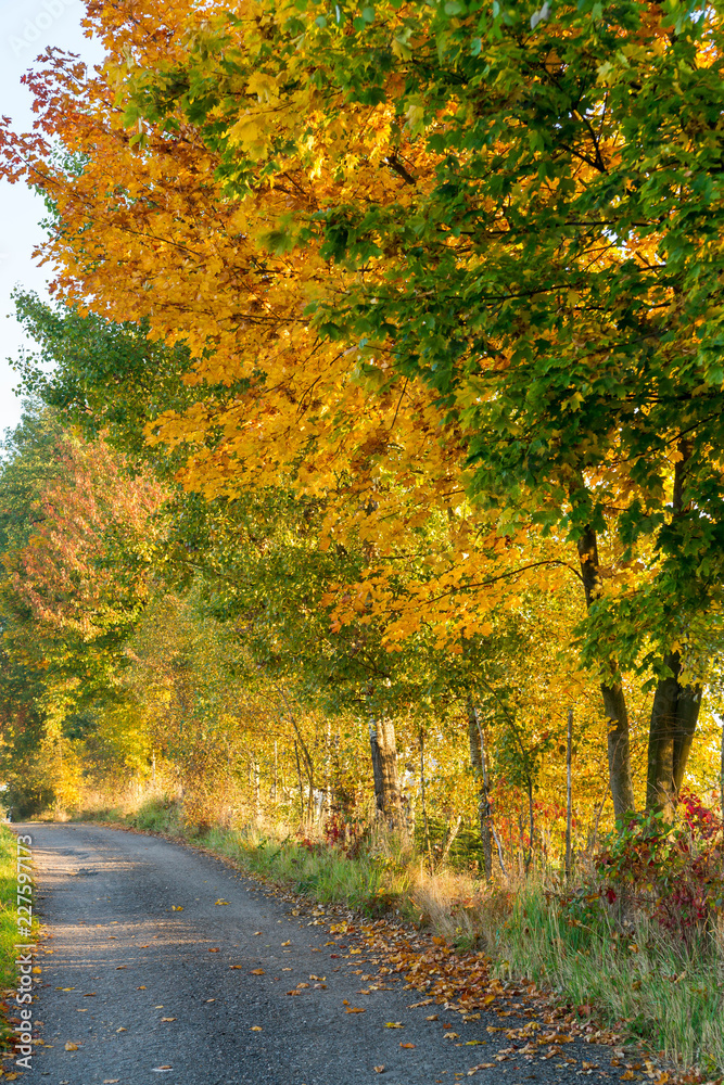 Naklejka premium Aleja z drzewami w jesieni