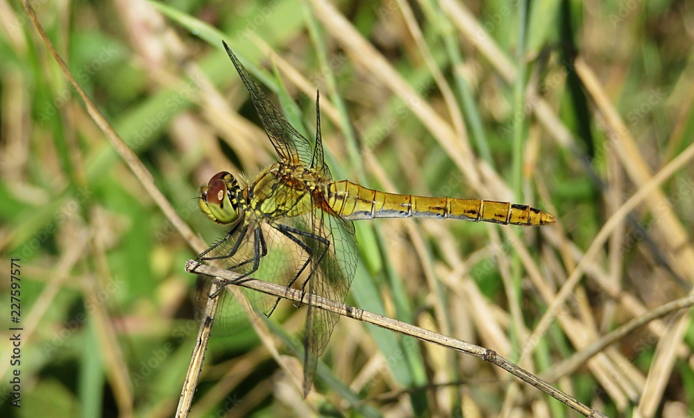 Golden dragonfly on grass background, closeup Golden dragonfly on grass background, closeup