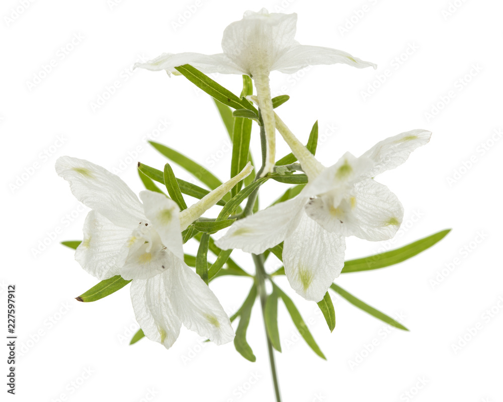 White flower of Delphinium, Larkspur flower, isolated on white background White flower of Delphinium, Larkspur flower, isolated on white background