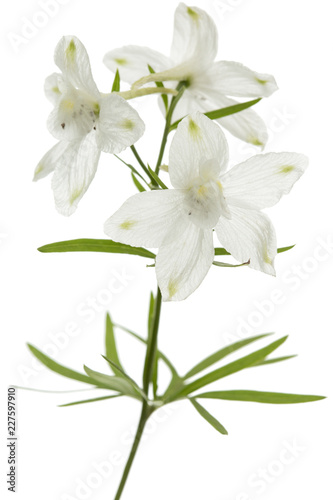 White flower of Delphinium, Larkspur flower, isolated on white background © kostiuchenko