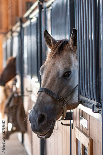 Horse looking out of a stall