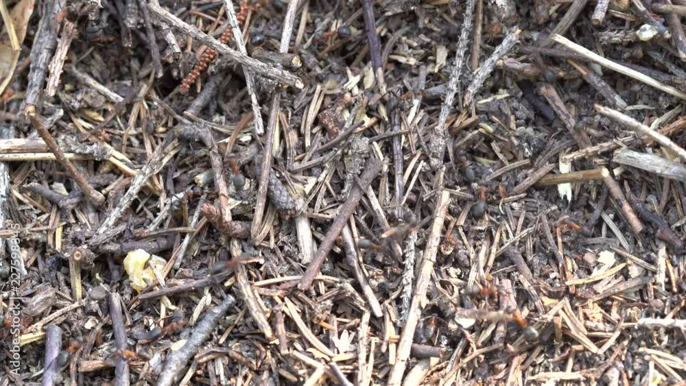 Big anthill in the woods. Big anthill with colony of ants in summer forest. Ants on the ant hill in the woods closeup, macro Big anthill in the woods. Big anthill with colony of ants in summer forest. Ants on the ant hill in the woods closeup, macro