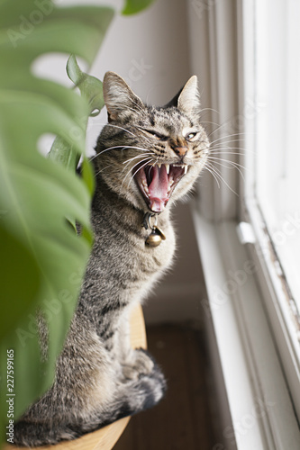 Tabby cat looking fierce / yawning by window and plant photo