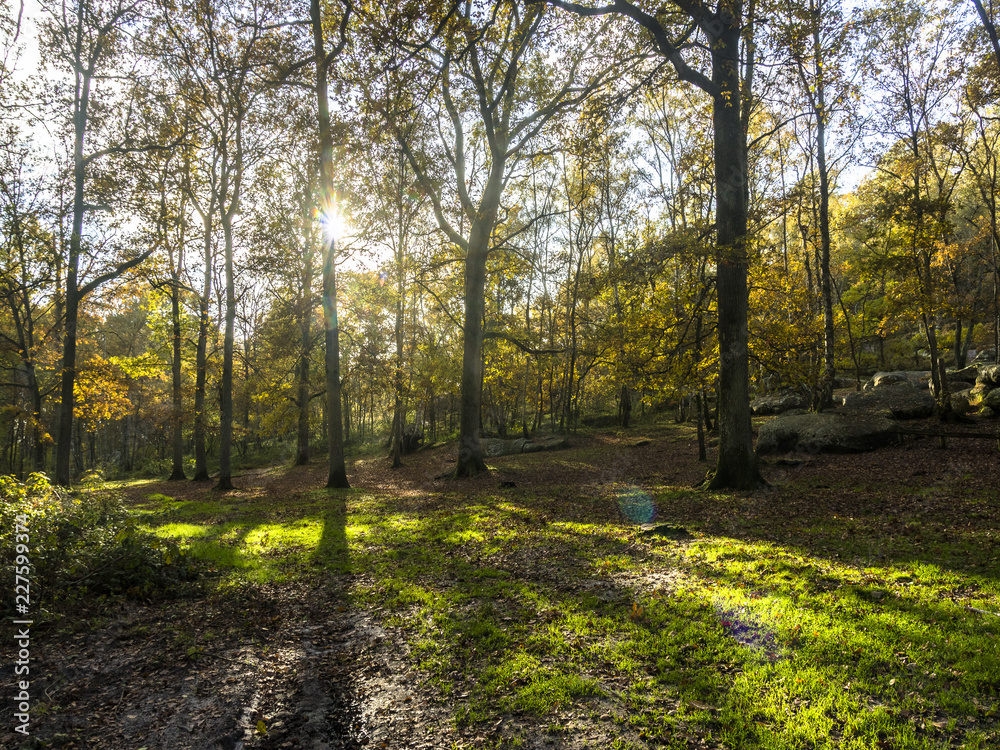 Forêt en automne