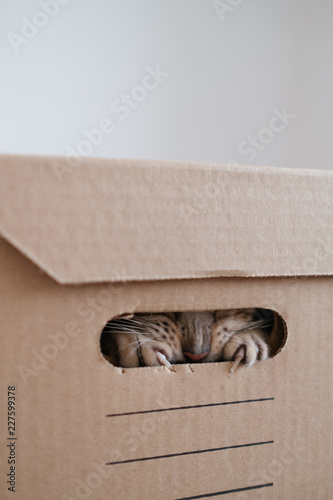 A cat plays hide and seek in a cardboard box