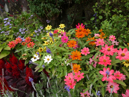 Wallpaper Mural 花 Torontodigital.ca