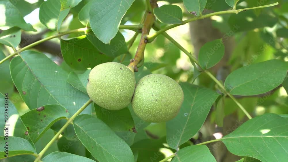 Walnut in the peel on branch. Green walnuts on the tree branch in garden. Walnuts on the branch. Nuts on the tree. Unripe walnuts Walnut in the peel on branch. Green walnuts on the tree branch in garden. Walnuts on the branch. Nuts on the tree. Unripe walnuts