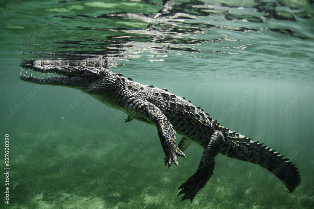 Peignoir crocodile deals