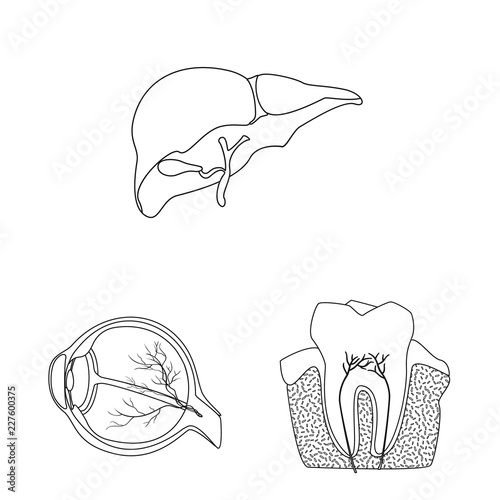 Isolated object of body and human symbol. Collection of body and medical stock symbol for web.