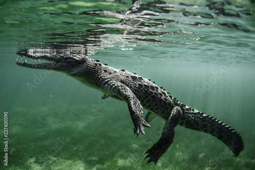 Slika na platnu Crocodile