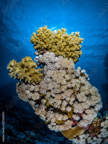 Bunte Korallen am Korallenriff im Roten Meer in Ägypten photo