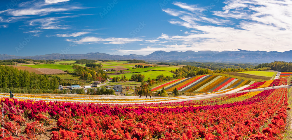北海道 美瑛町 四季彩の丘 展望花畑 Stock Photo Adobe Stock