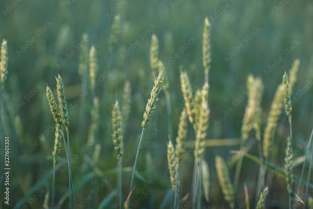 Fototapeta premium Field with green wheat in daylight. Close-up