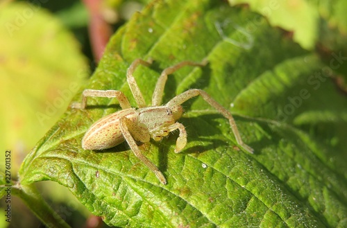 Yellow spider on green leaf in the garden, closeup 
