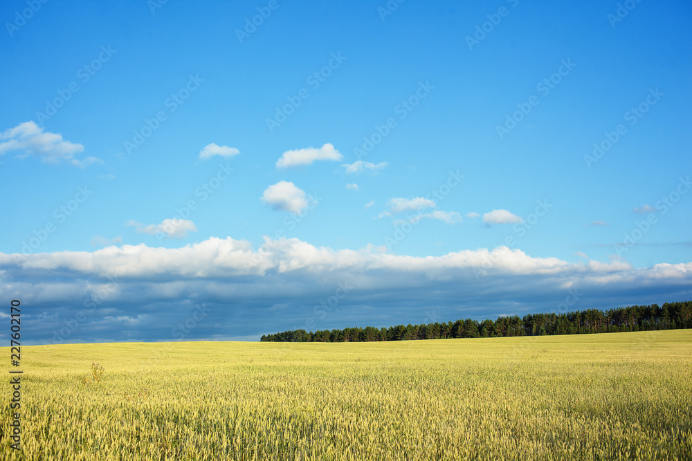 Field with wheat in daylight. Overall plan