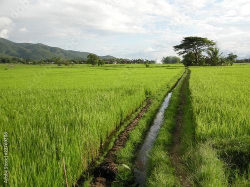 rice fields at inle lake, myanmar