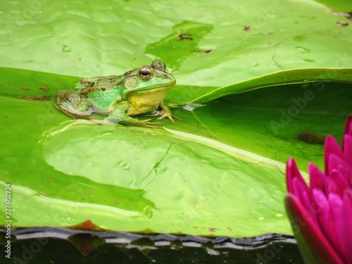 Green Lotus Flower Pond Frog