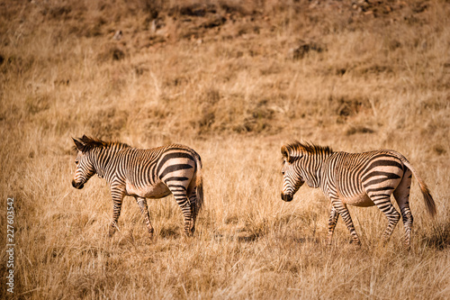 Afrikanische Wildtiere