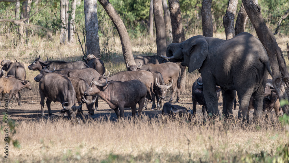 Fototapeta premium Wilde Tiere an Wasserloch in Malawi
