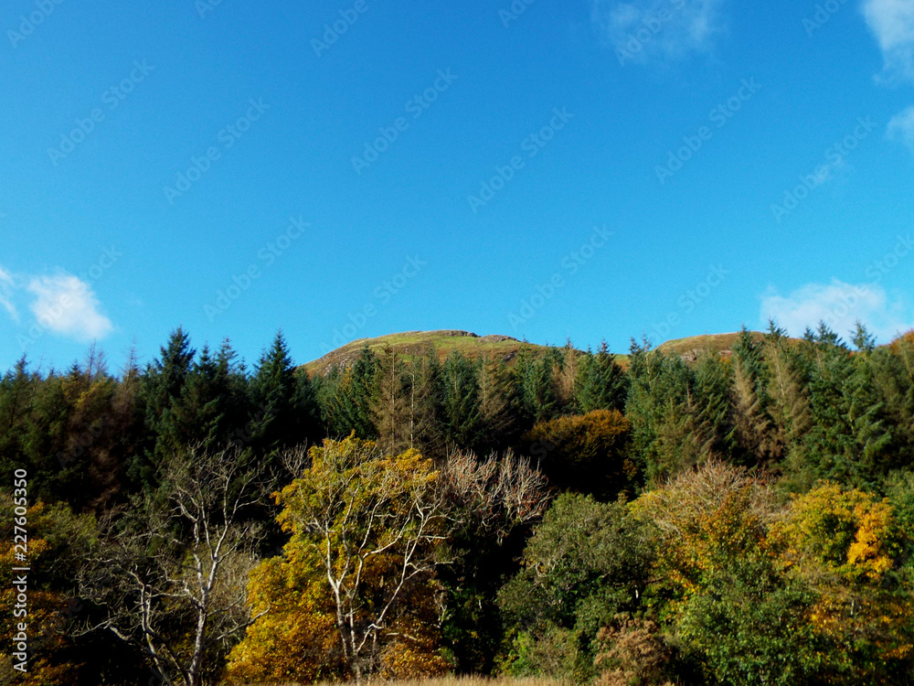 trees and blue sky