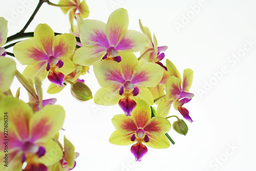 Fototapeta Naklejka Na Ścianę i Meble -  黄色とピンクの胡蝶蘭