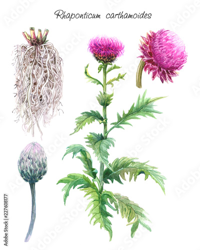 Rhaponticum carthamoides. Maral root or Rhaponticum or Leuzea carthamoides. Botanical illustration. Watercolor drawing. Isolated on white background. photo