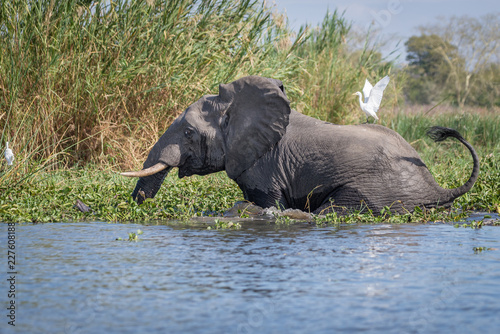 Elefant im Shire Fluss in Malawi