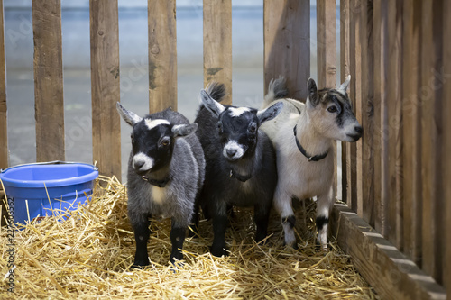 Fototapeta Naklejka Na Ścianę i Meble -  Eye level view of pygmy goats in a wooden pen with hay on ground
