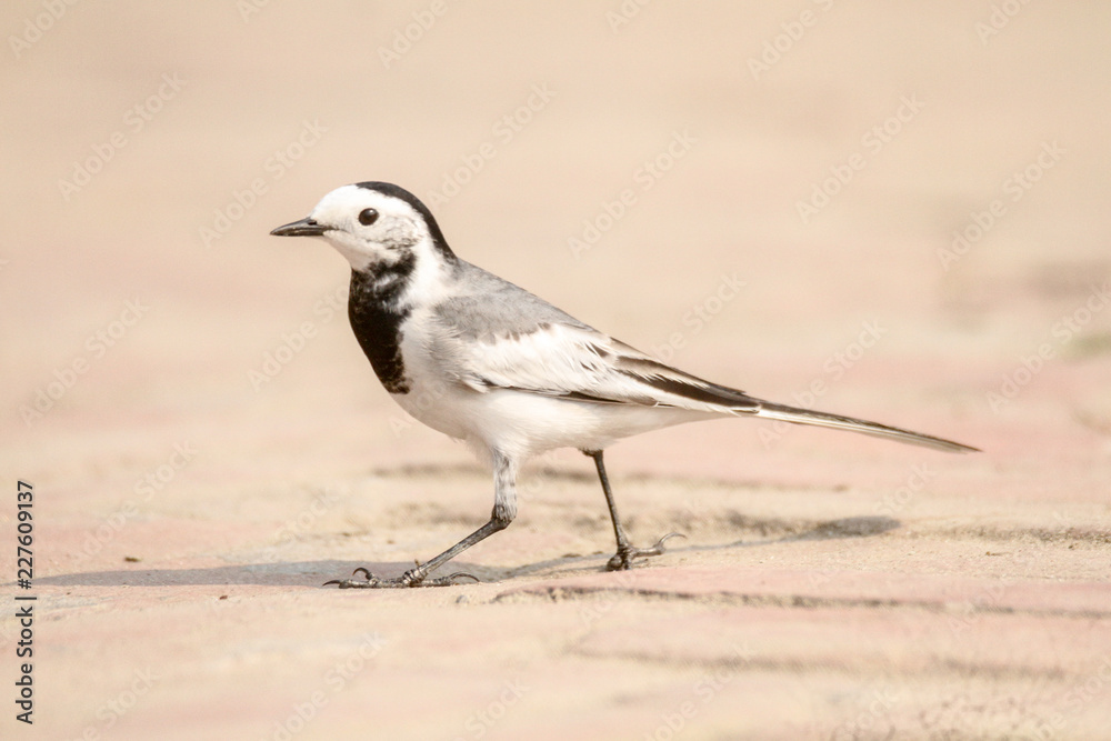 Snow bunting 
