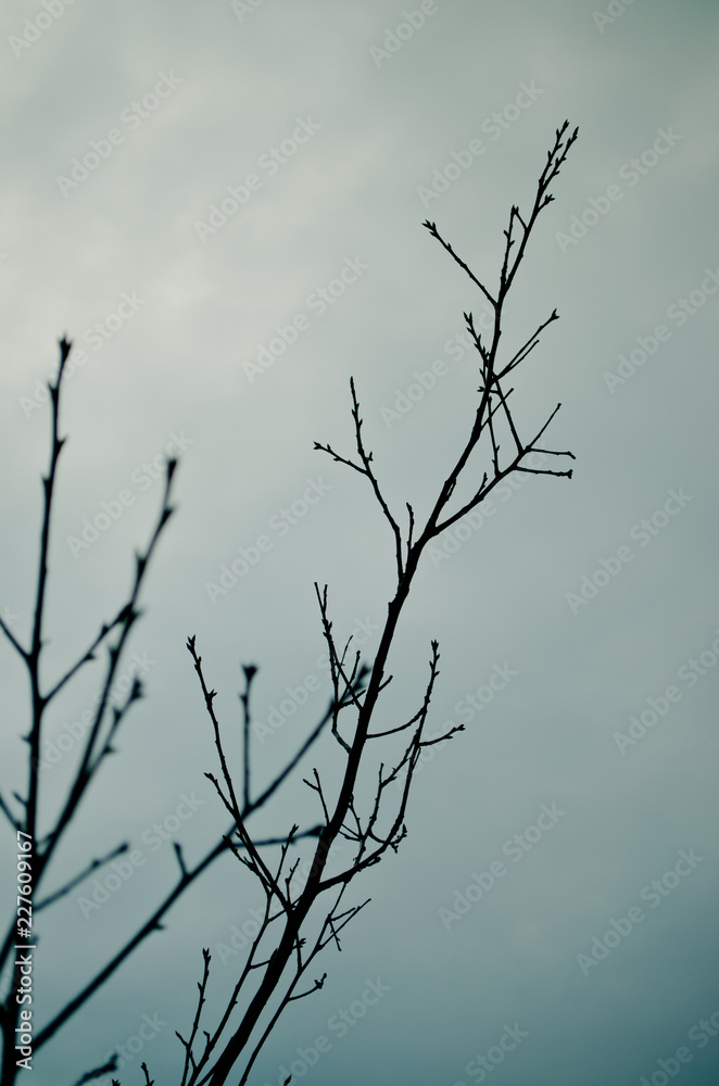 Tree branches silhouette against moody, blue-toned sky. Selective focus. Tree branches silhouette against moody, blue-toned sky. Selective focus.