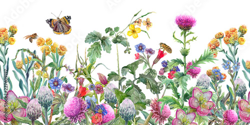 Seamless border of wildflowers and herbs. Watercolor detailed drawing.