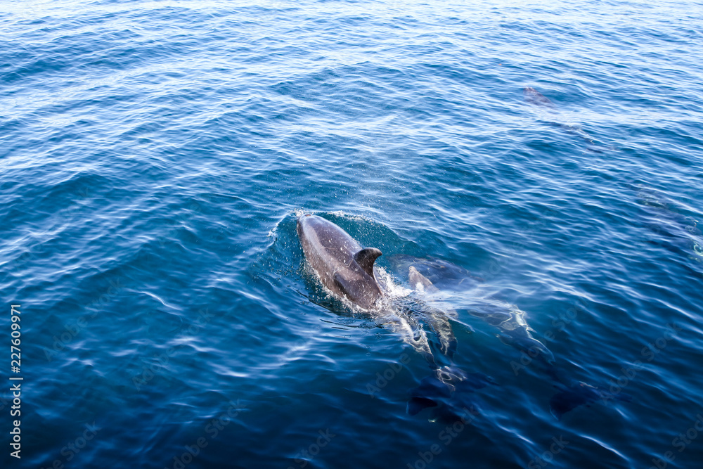 Obraz premium Delfin