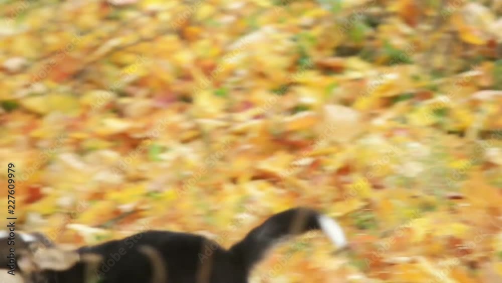 puppy runs on yellow leaves, slow motion puppy runs on yellow leaves, slow motion