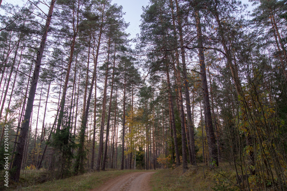 Obraz premium Forest road 1