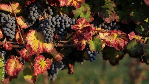 Autumn italian red vineyard  with grapes