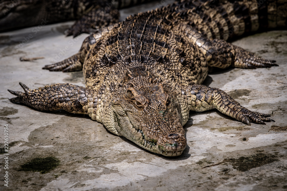 Fototapeta premium Portrait of freshwater Crocodile in a farm in Thailand, Phuket Crocodile farm, feeding the Crocodylus with raw chicken, it is one of the tourist attraction in Phuket