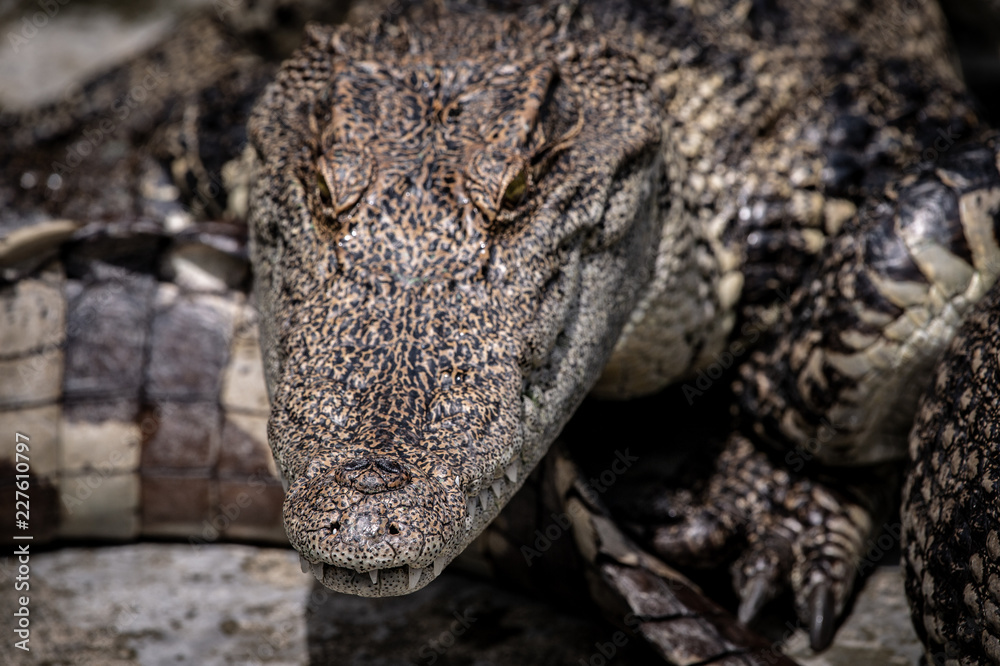 Portrait of freshwater Crocodile in a farm in Thailand, Phuket Crocodile farm, feeding the Crocodylus with raw chicken, it is one of the tourist attraction in Phuket Portrait of freshwater Crocodile in a farm in Thailand, Phuket Crocodile farm, feeding the Crocodylus with raw chicken, it is one of the tourist attraction in Phuket