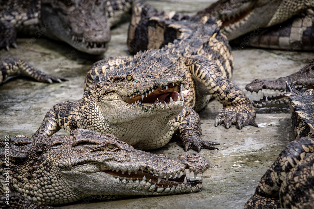 Obraz premium Portrait of freshwater Crocodile in a farm in Thailand, Phuket Crocodile farm, feeding the Crocodylus with raw chicken, it is one of the tourist attraction in Phuket