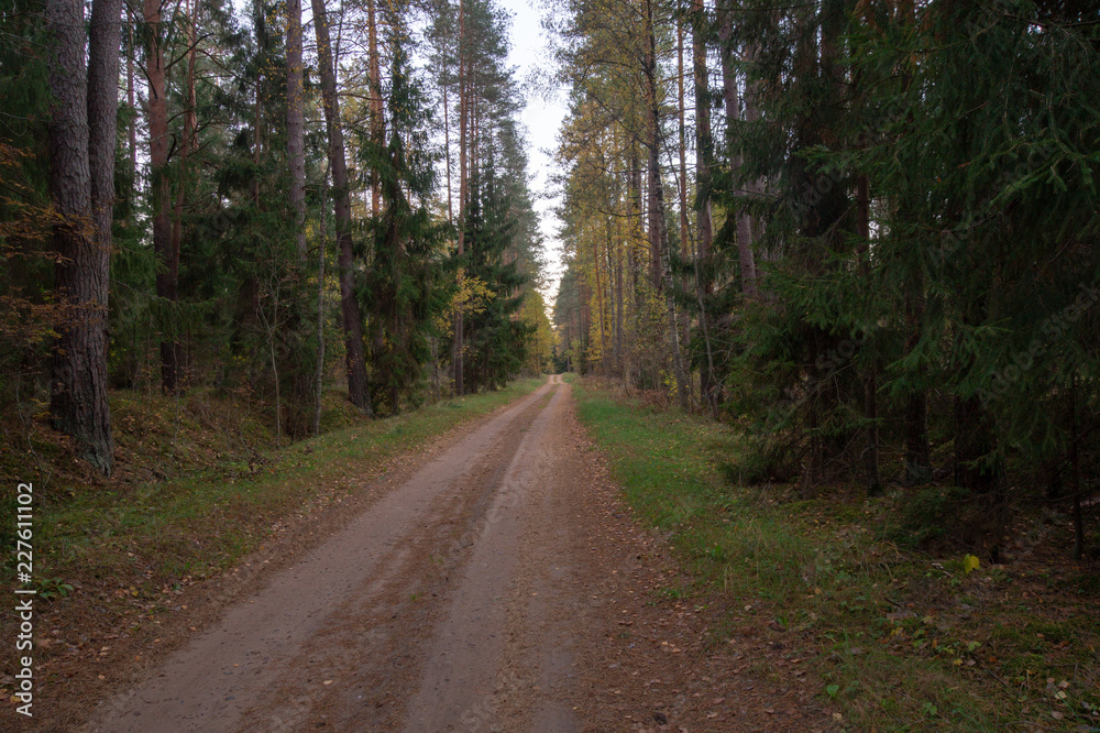 Forest road 3