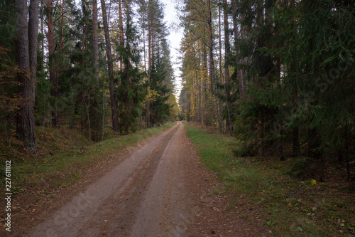 Forest road 3