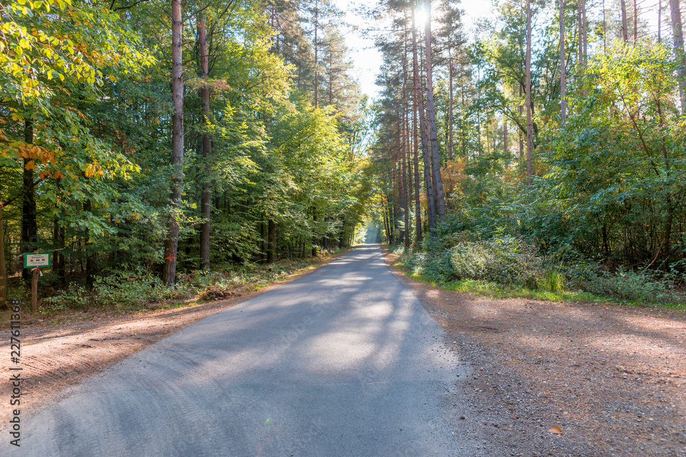 Fototapeta premium Rural road in the autumn forest. Autumn landscape