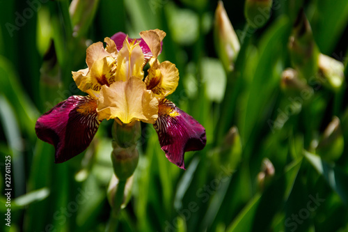 Fototapeta Naklejka Na Ścianę i Meble -  Beautiful iris flower on flowerbed in garden