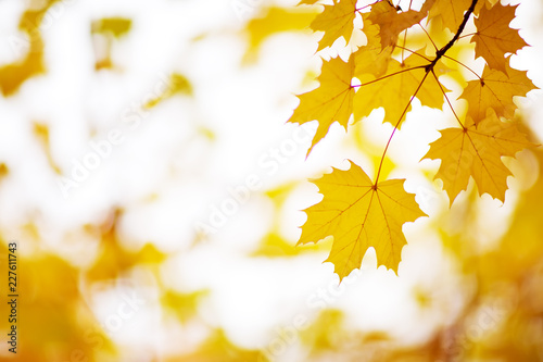 yellow maple leaves in autumn with beautiful sunlight. Autumnal foliage with blurry background