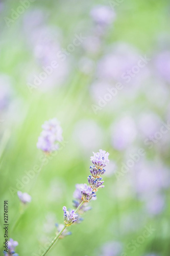 beautiful lavender flowers in the city park  blur  bokeh  background for site