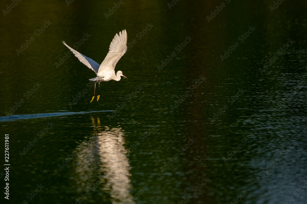 Great Egret flying over water with soft background of lake, reeds and sky on a warm summer sunset in the wetland In Thailand Egret live by wetland hunting feed on fish (apply selective focus and mood) Great Egret flying over water with soft background of lake, reeds and sky on a warm summer sunset in the wetland In Thailand Egret live by wetland hunting feed on fish (apply selective focus and mood)