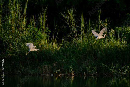 Great Egret flying over water with soft background of lake, reeds and sky on a warm summer sunset in the wetland In Thailand Egret live by wetland hunting feed on fish (apply selective focus and mood)