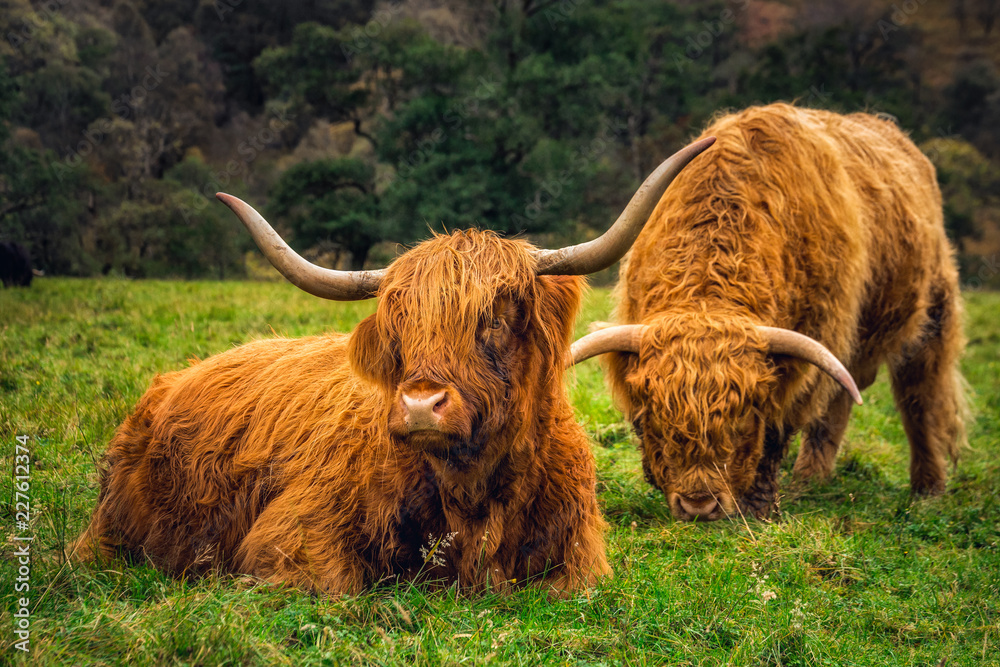 Scottish Highland Cow Scottish Highland Cow